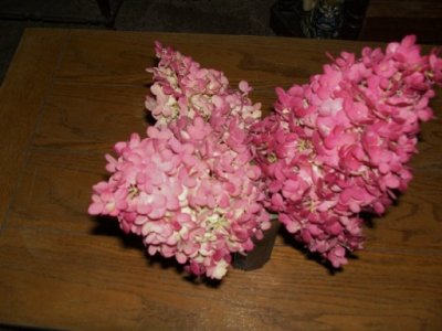 hydrangeas.jpg