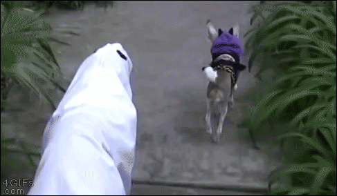 862de9fb20f6972f4b2f00285fe72690.gif