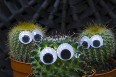 funny-cactus-family-three-little-succulent-cacti-plastic-eyes-growing-pots-funny-cactus-family...jpg