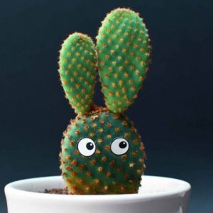 bunny-ears-cactus-480x480.jpg