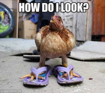 30-Funny-Pictures-of-Chicken-6.jpg