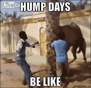 image (1).gif