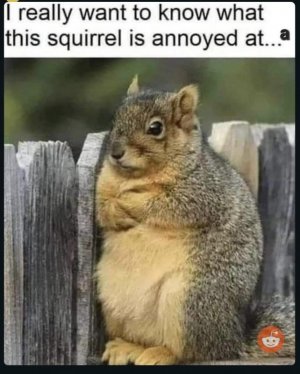 squirrel-meme-v0-2z7t9rgjit4c1.jpg