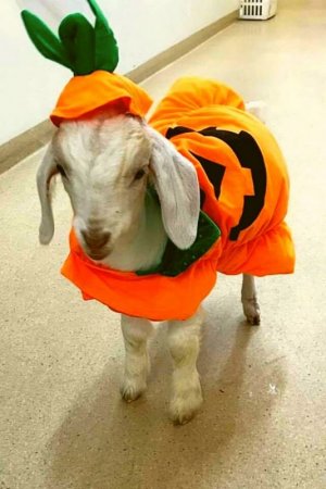Pumpkin-costume-for-goat.-768x1152.jpg