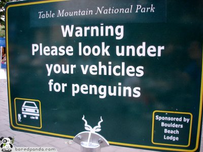 lookforpenguins.jpg