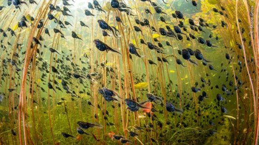 tadpoles.jpg