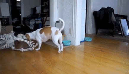 dog and skeleton.gif