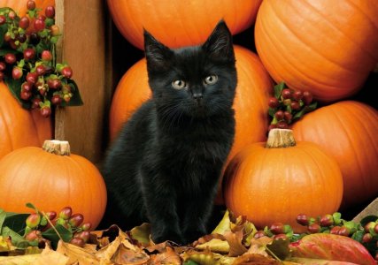 halloween cat 3.jpg
