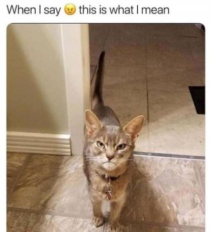 funny-cat-pics-memes-63087836c0808__700.jpg