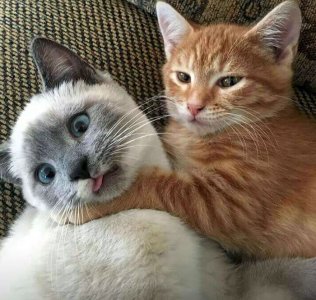 funny-animal-faces-45-66ab944b0fe17__700.jpg