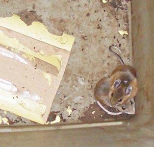 mice 3-31-19.jpg