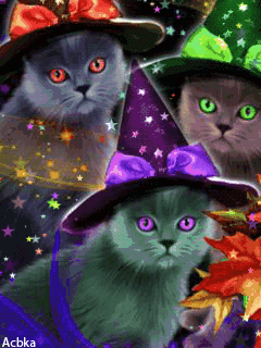 cats.gif