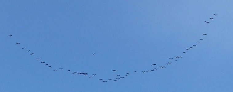 geese.jpg geese.jpg
