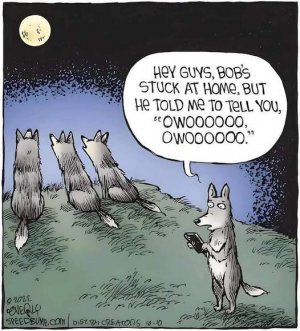 Smartphone Wolf.jpg