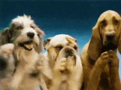 dogs-clap.gif