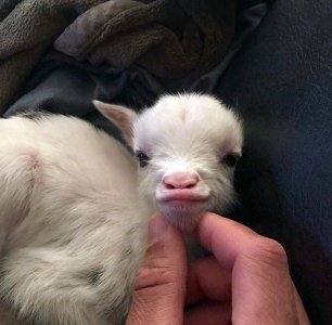 goatlips.jpg