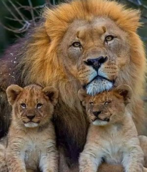 cattitude lions.jpg
