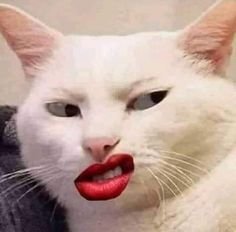 catlipsticked.jpg