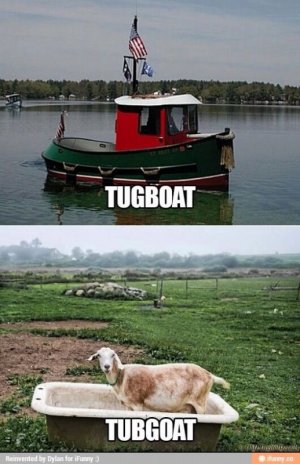 goats.jpg