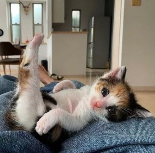 cattitude kitten leg lift.jpg