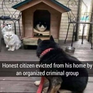 funny-cat-pics-memes-63087ef2098fe__700.jpg