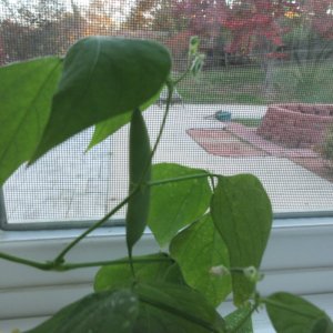 Beanplantinsunroom.jpg
