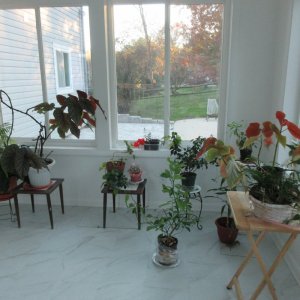 SunroomOct2024 - plants.JPG