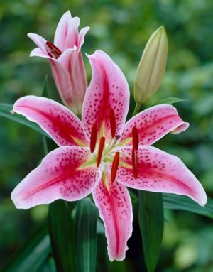 LilyStarGazer jpeg.jpg