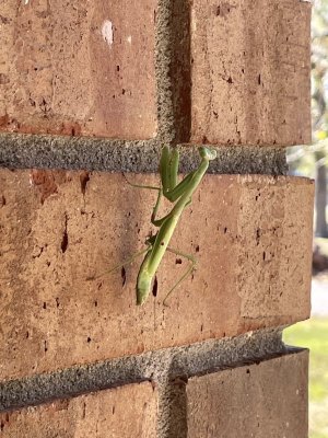 IMG_1601.jpeg