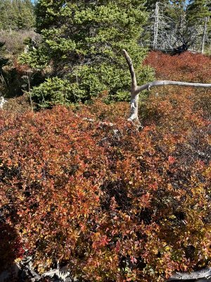 IMG_6665.jpeg