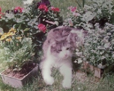 booziecat.jpg