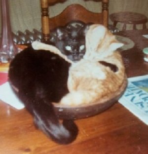 Blackie & Punkin.jpg