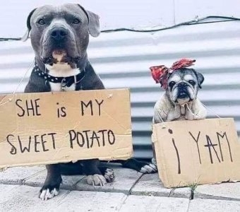 dogs.jpg