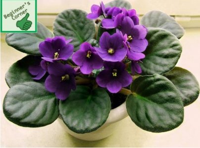 african violets.jpg