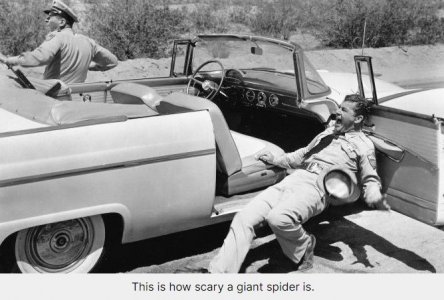 tarantula1.jpg