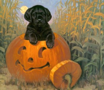 Happy Harvest.jpg