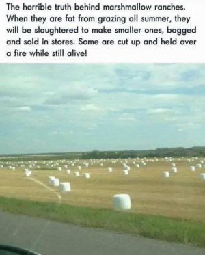 IMG_9180.jpeg