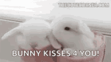 bunny-cute.gif