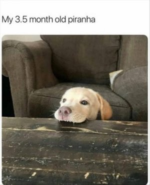 animal-memes-11-18.jpg