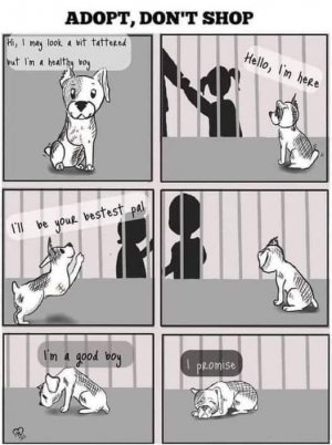 adopt.jpg
