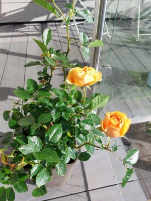 20241025_115706.jpg