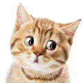cat-new_zps22bd0efa.gif