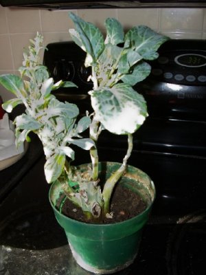 broccoli8.jpg broccoli8.jpg