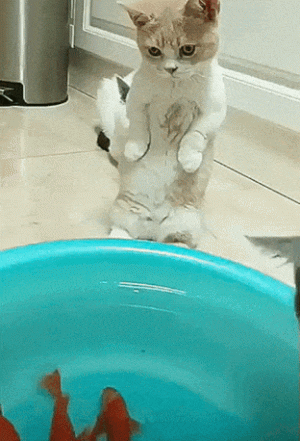 kittenwithfish.gif