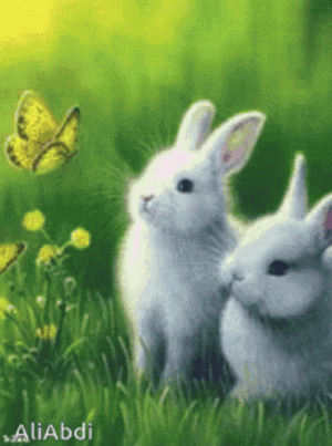 rabbit.gif