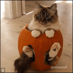 catinapumpkin.gif