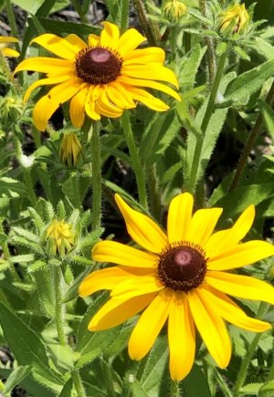 IMG_2802.jpeg