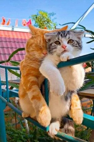 cattitude kitten bars.jpg