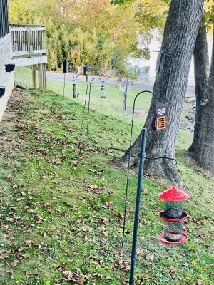 IMG_2595.jpeg IMG_2595.jpeg