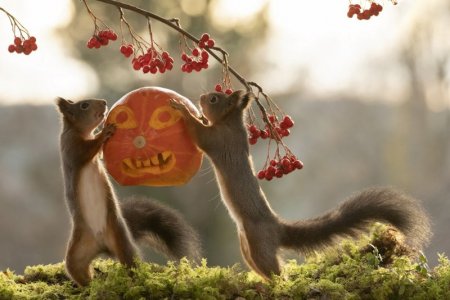 squirrel-pumpkin-head-01.jpg